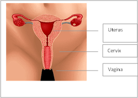 Picture showing female reproductive organs