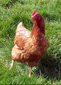Free range chickens