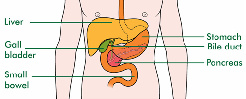 Diagram showing the location of the gall bladder